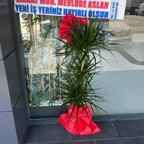 ÖZEL GÜN SAKSI ÇİÇEĞİ CANLI